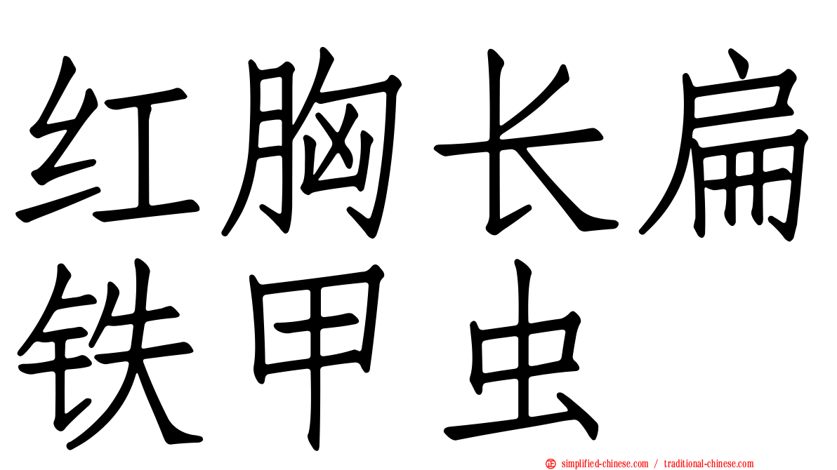 红胸长扁铁甲虫