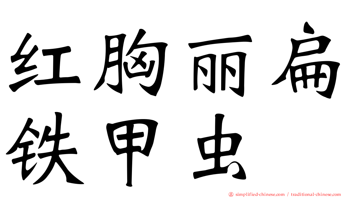 红胸丽扁铁甲虫