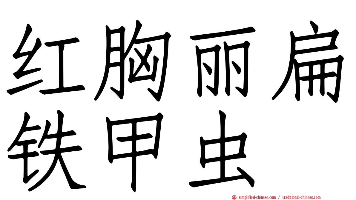 红胸丽扁铁甲虫