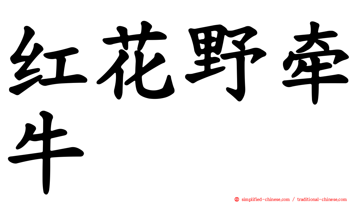 红花野牵牛