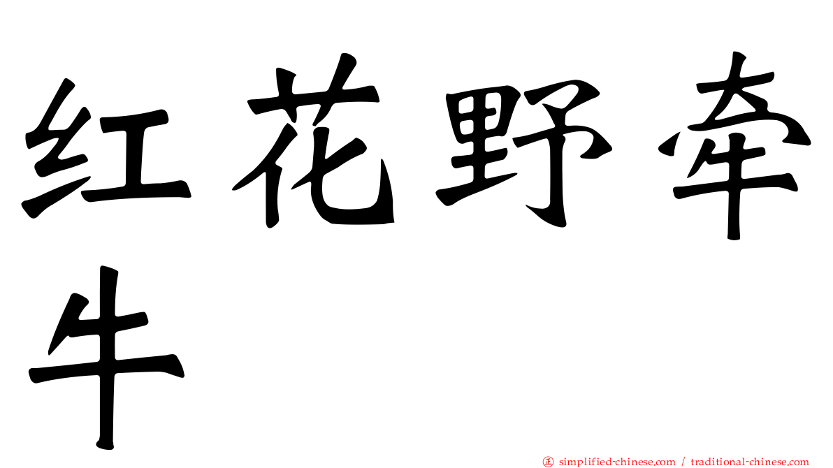 红花野牵牛