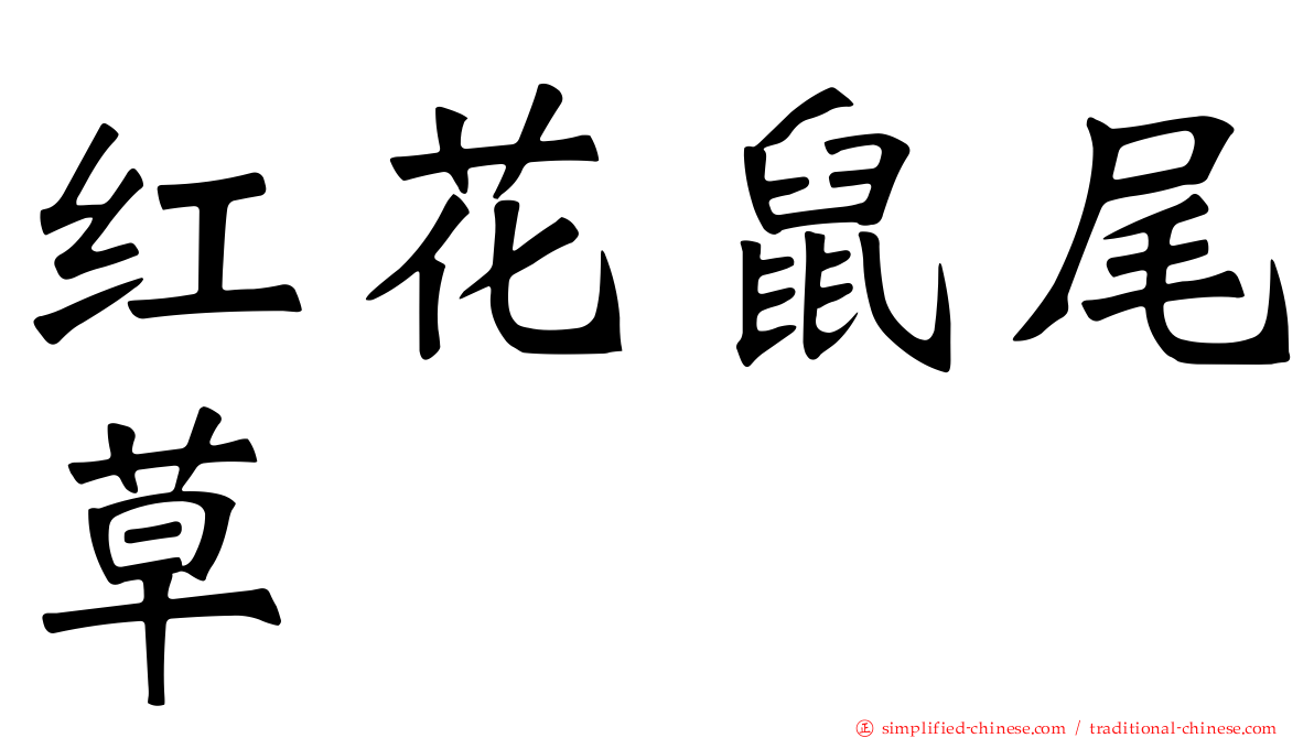 红花鼠尾草