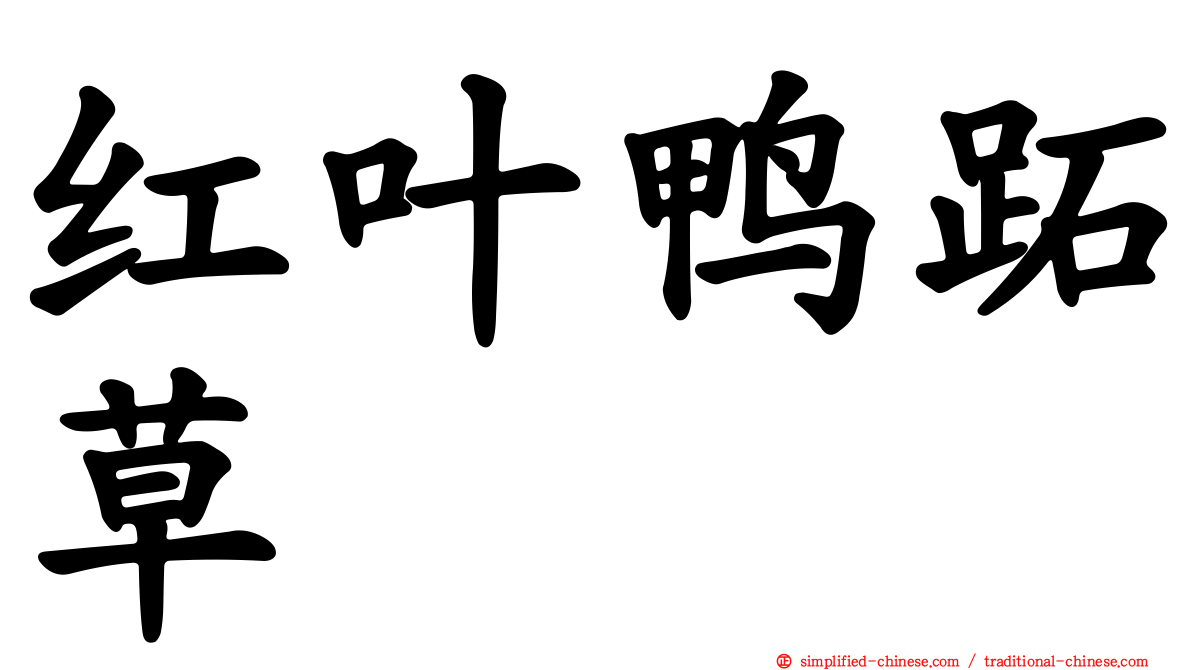 红叶鸭跖草