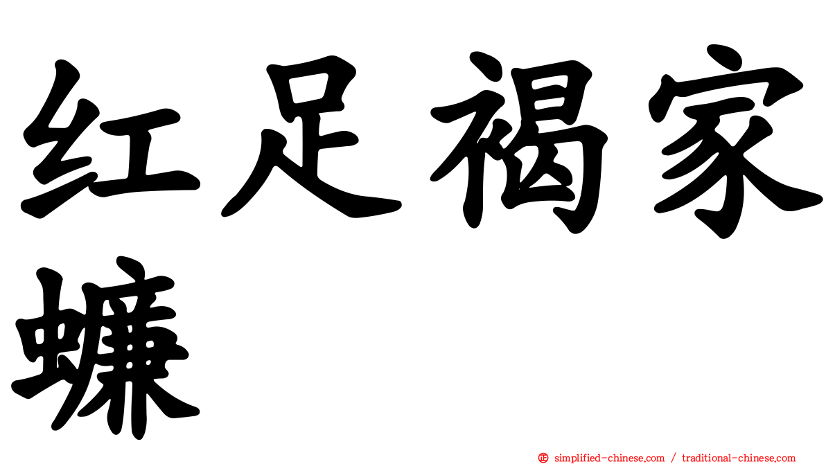 红足褐家蠊