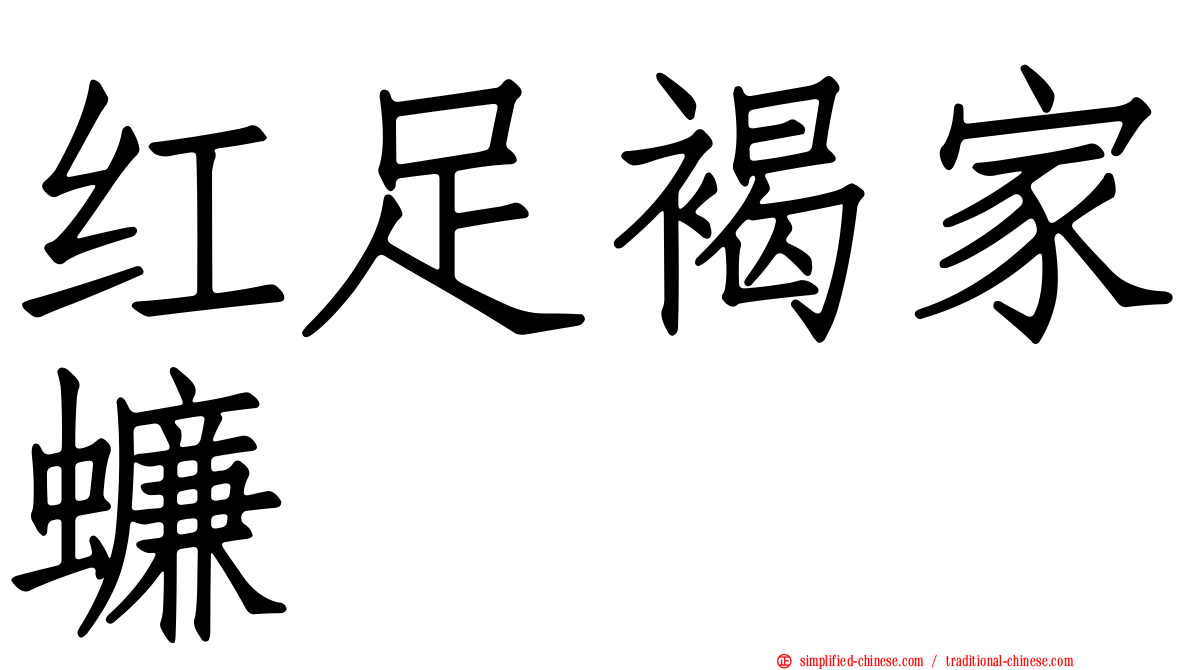 红足褐家蠊