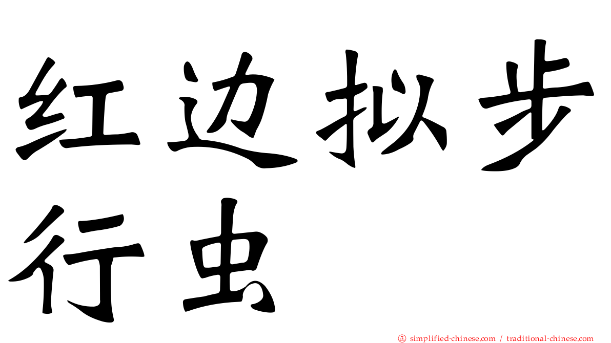 红边拟步行虫