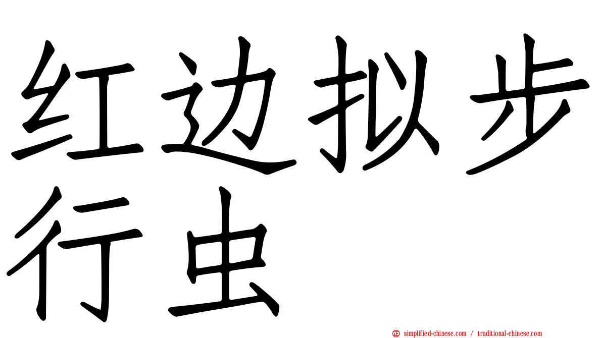 红边拟步行虫