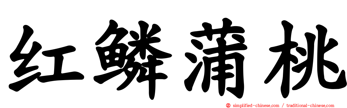 红鳞蒲桃