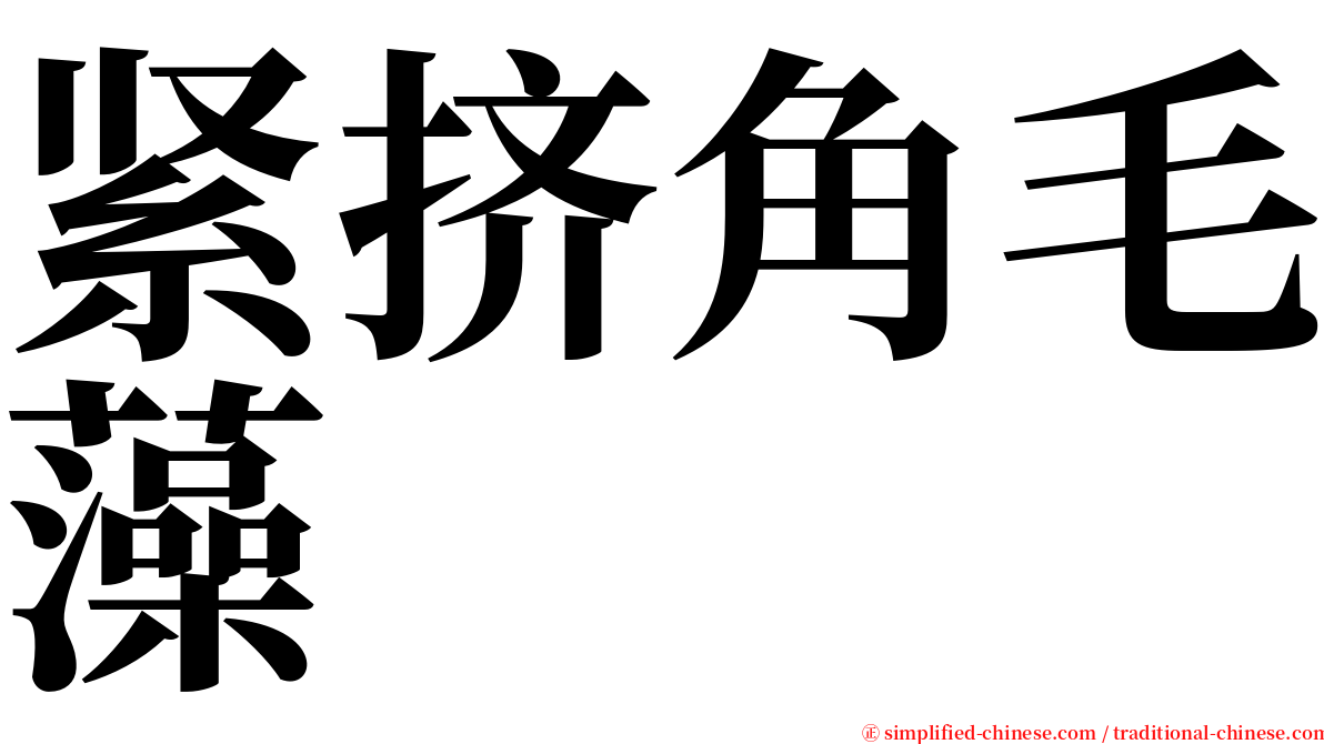 紧挤角毛藻 serif font