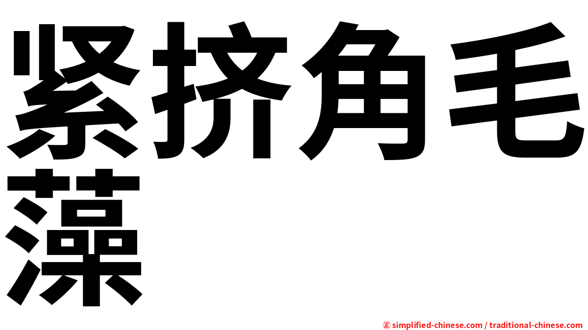 紧挤角毛藻
