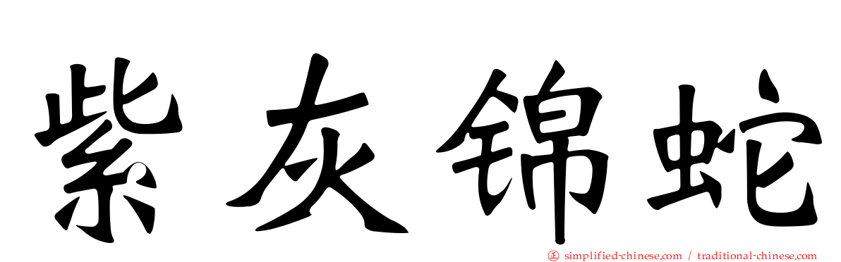 紫灰锦蛇