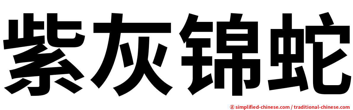 紫灰锦蛇