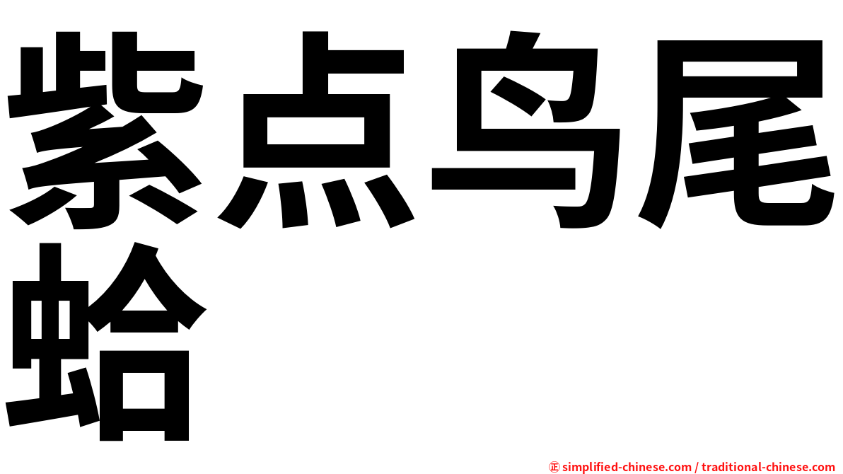 紫点鸟尾蛤