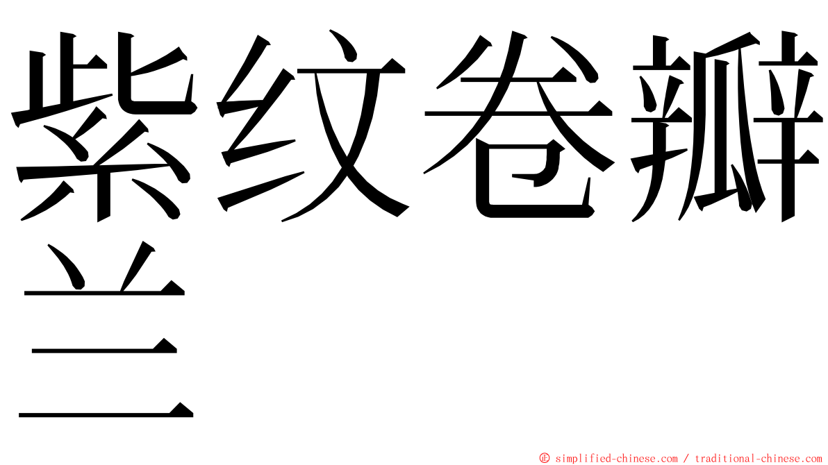 紫纹卷瓣兰 ming font
