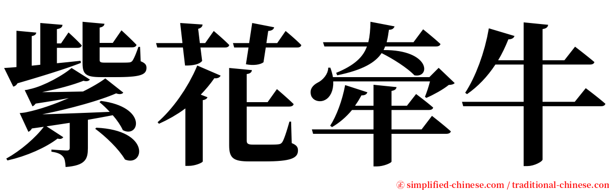 紫花牵牛 serif font