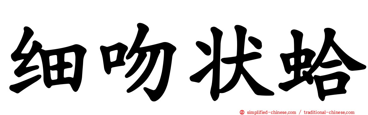 细吻状蛤