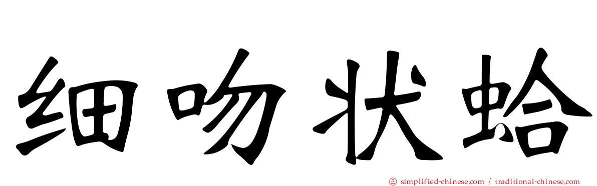 细吻状蛤