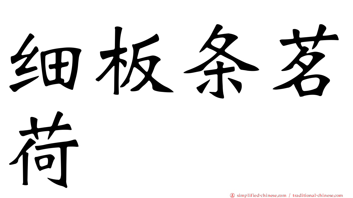 细板条茗荷