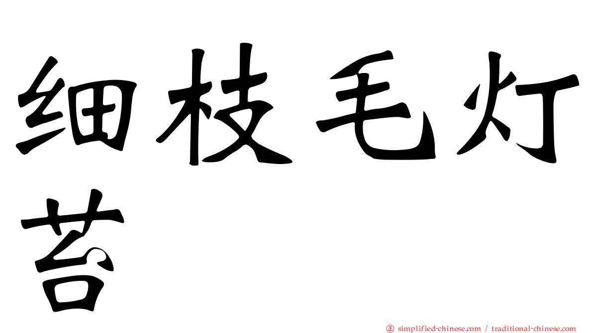 细枝毛灯苔