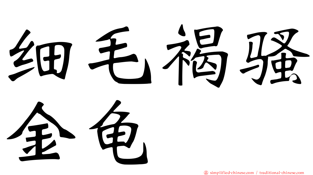 细毛褐骚金龟