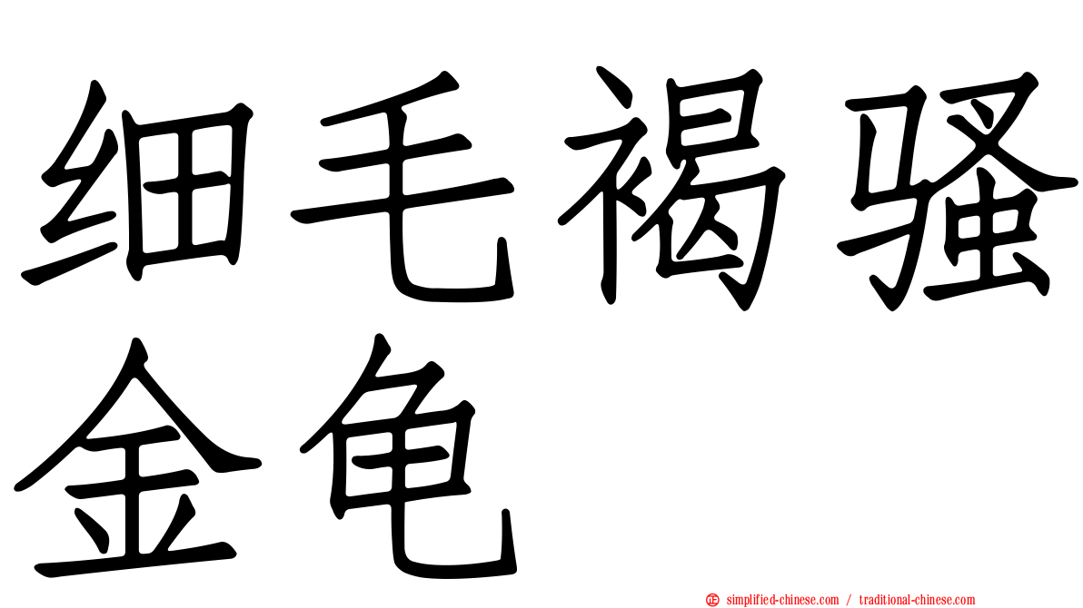 细毛褐骚金龟