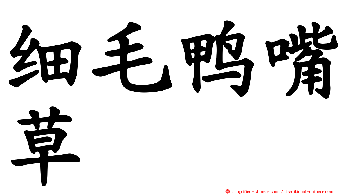 细毛鸭嘴草