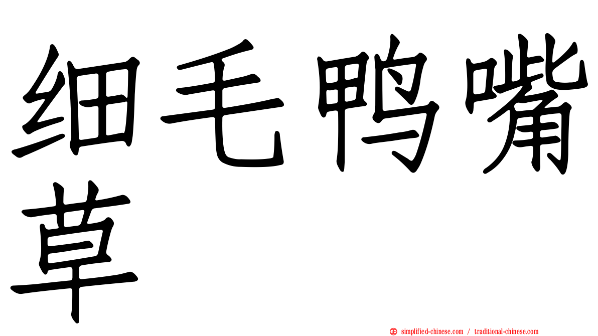 细毛鸭嘴草