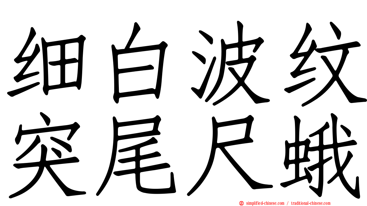 细白波纹突尾尺蛾
