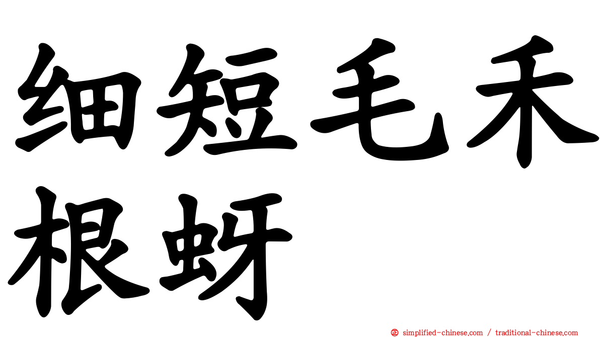 细短毛禾根蚜