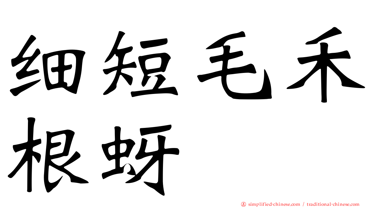 细短毛禾根蚜