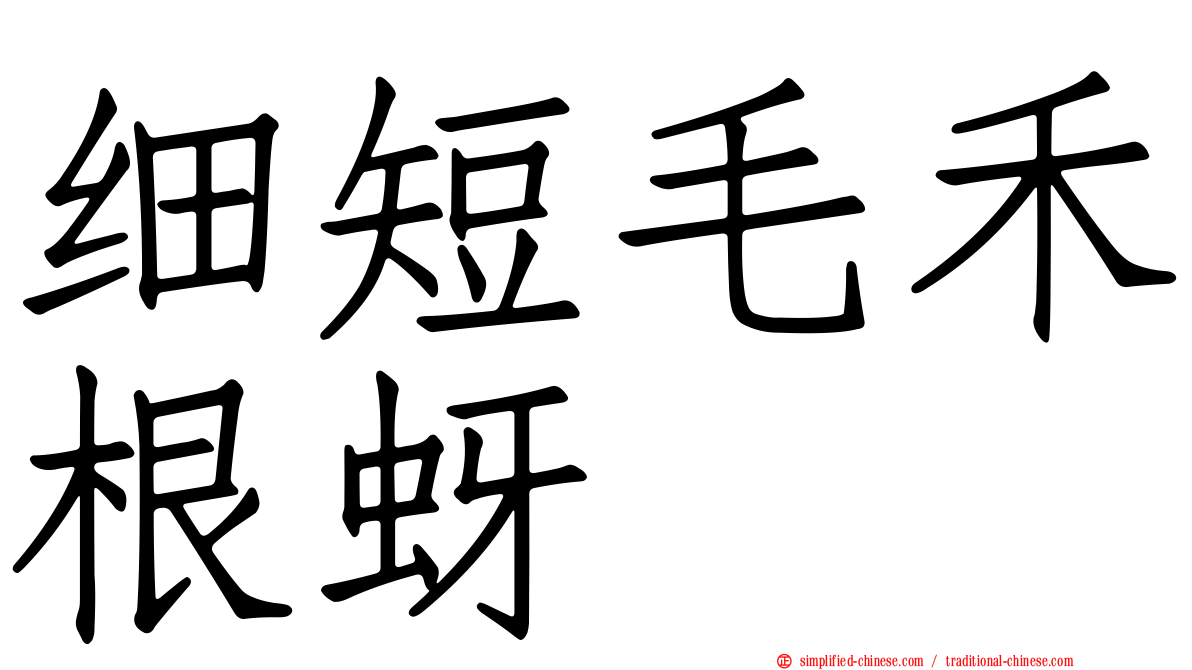 细短毛禾根蚜