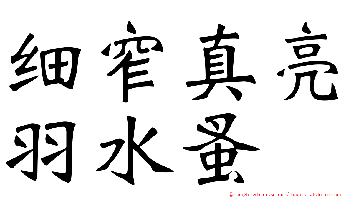 细窄真亮羽水蚤