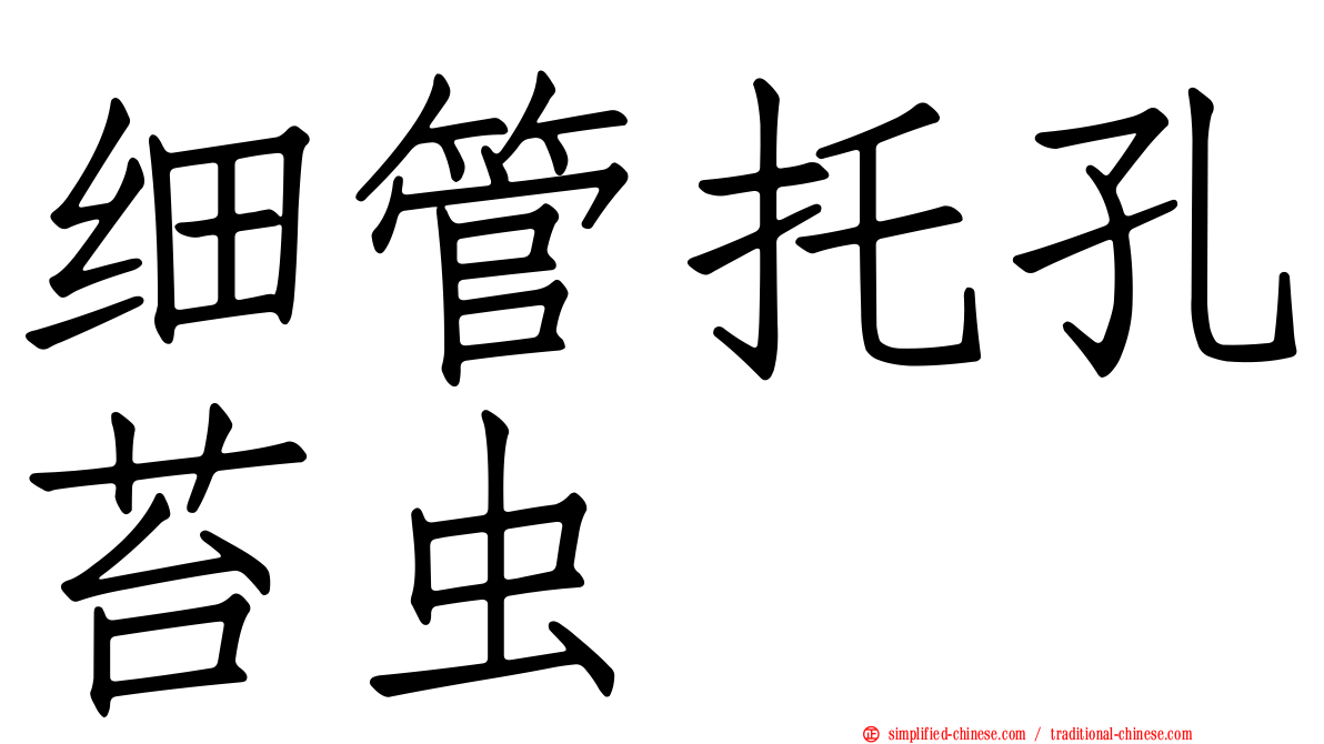 细管托孔苔虫