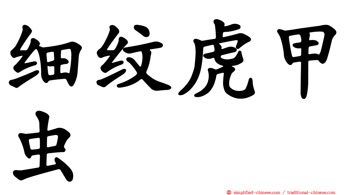 细纹虎甲虫