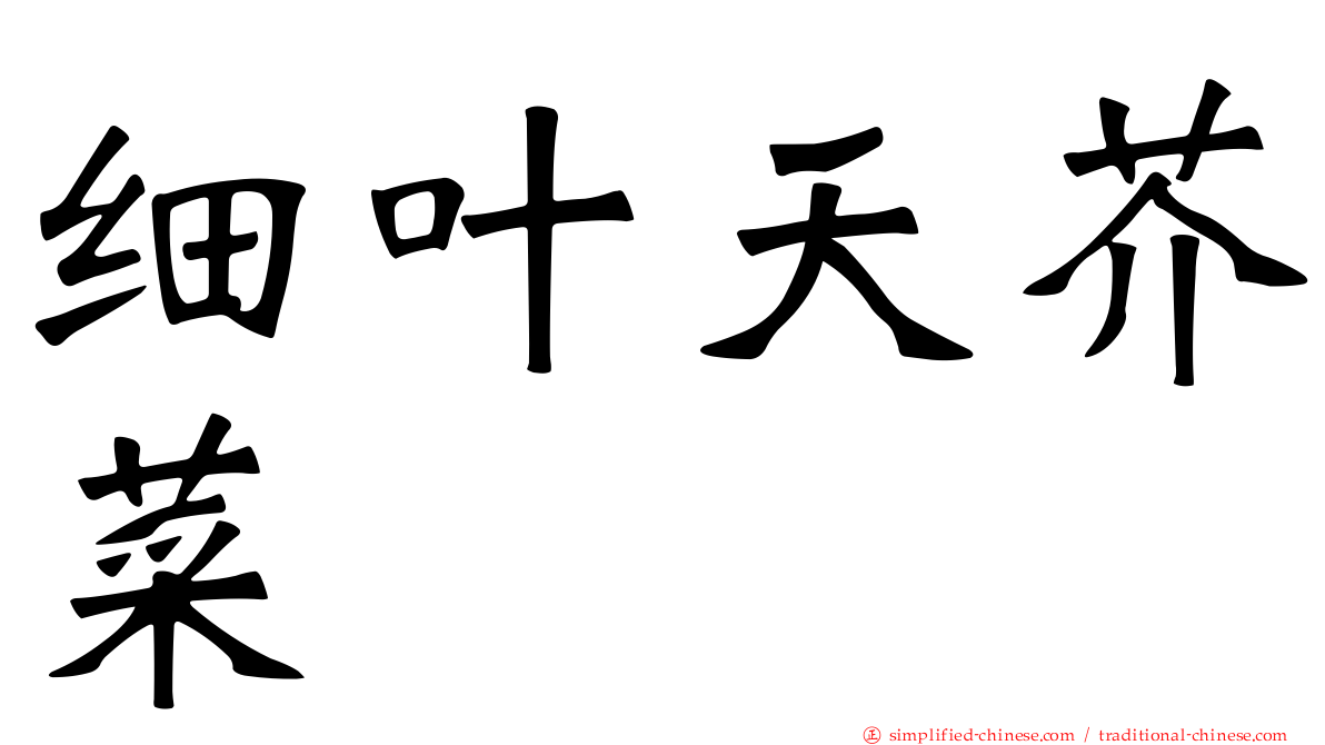 细叶天芥菜