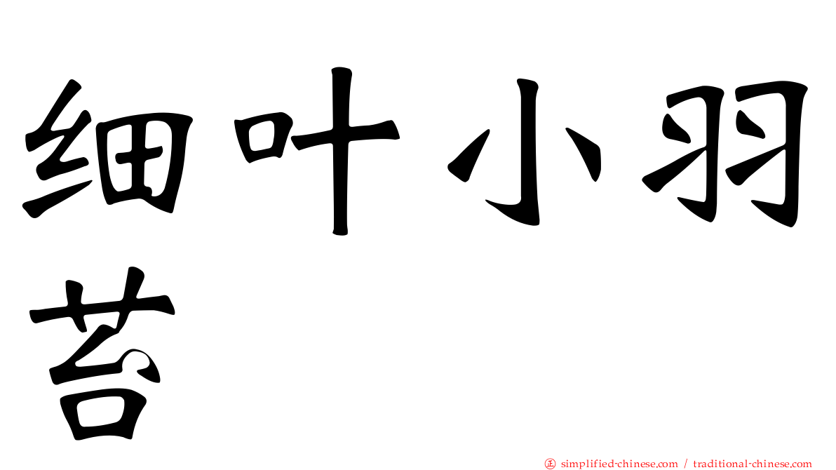 细叶小羽苔