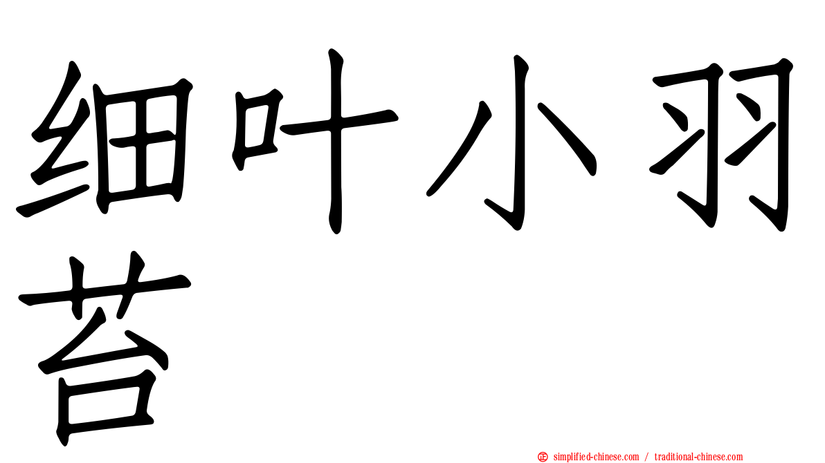 细叶小羽苔