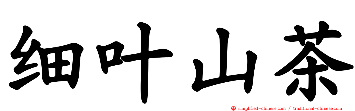 细叶山茶