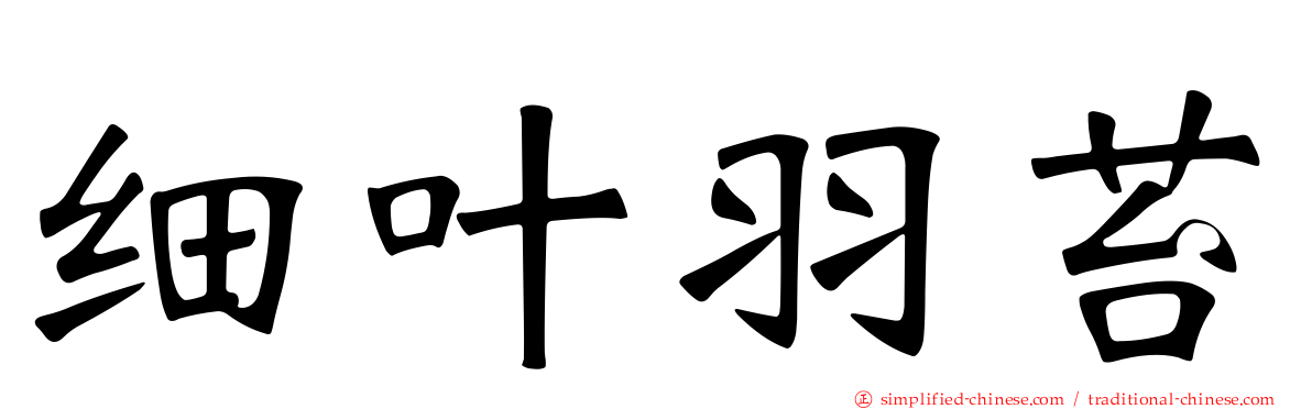 细叶羽苔