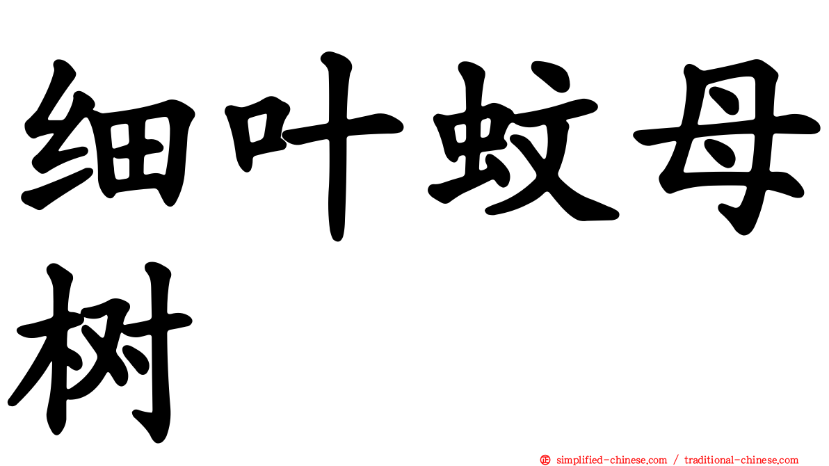 细叶蚊母树