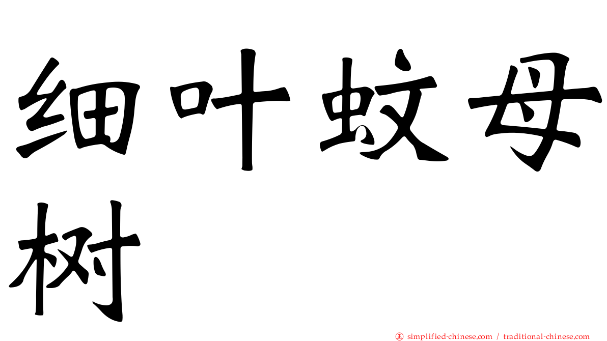 细叶蚊母树