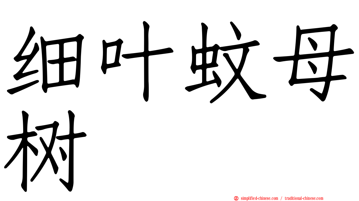 细叶蚊母树