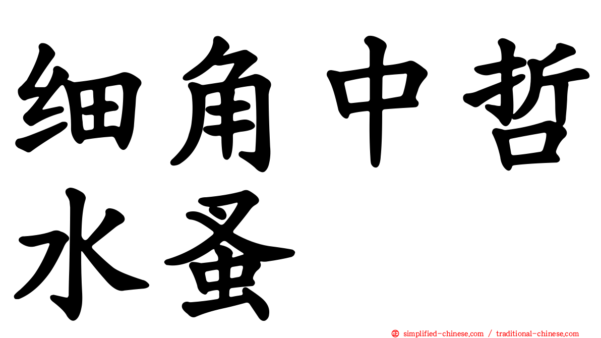 细角中哲水蚤