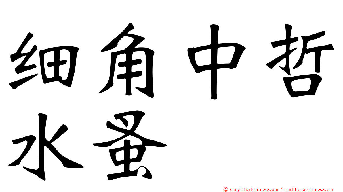 细角中哲水蚤