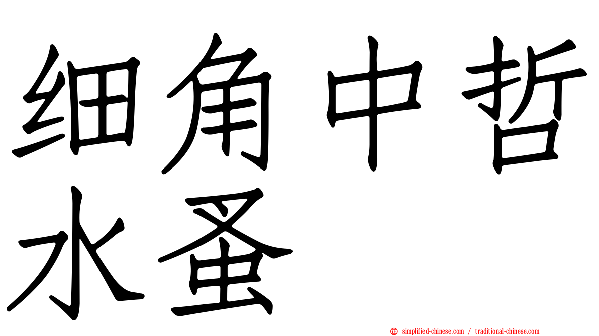 细角中哲水蚤