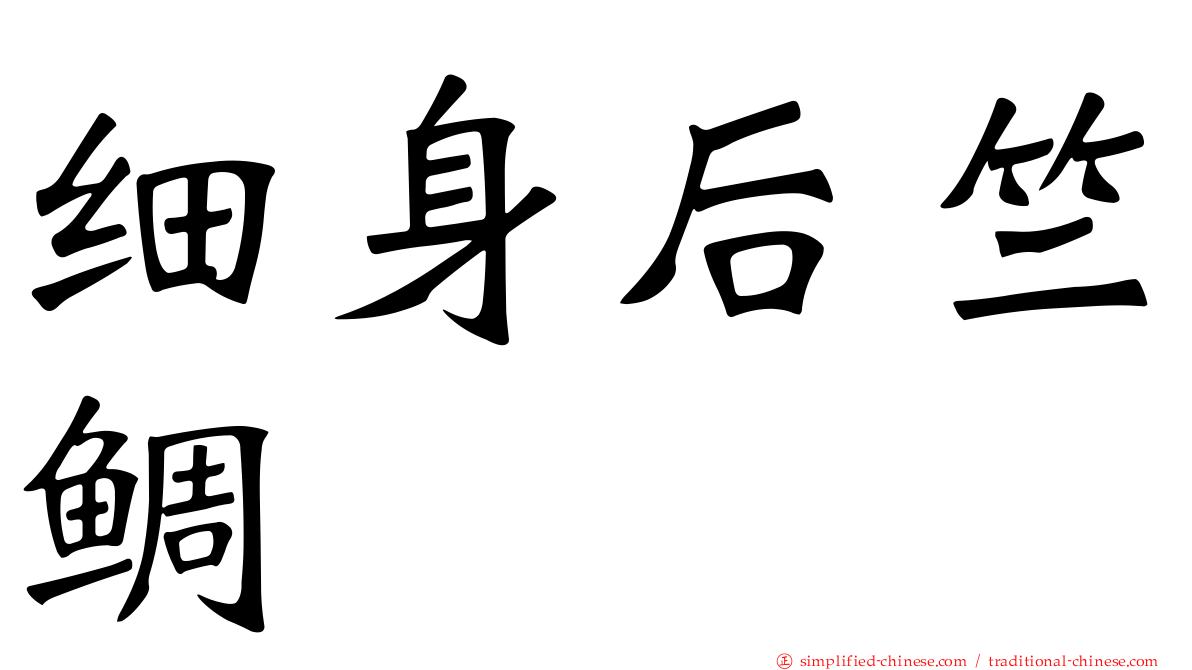 细身后竺鲷
