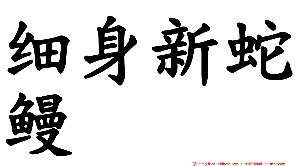 细身新蛇鳗