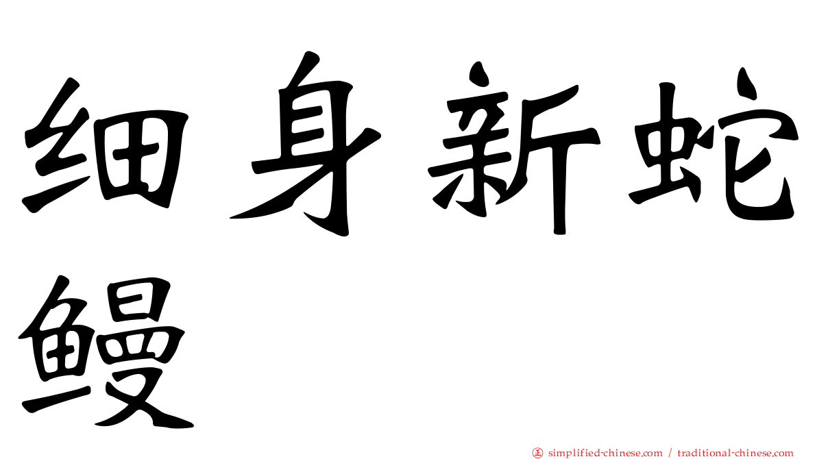 细身新蛇鳗