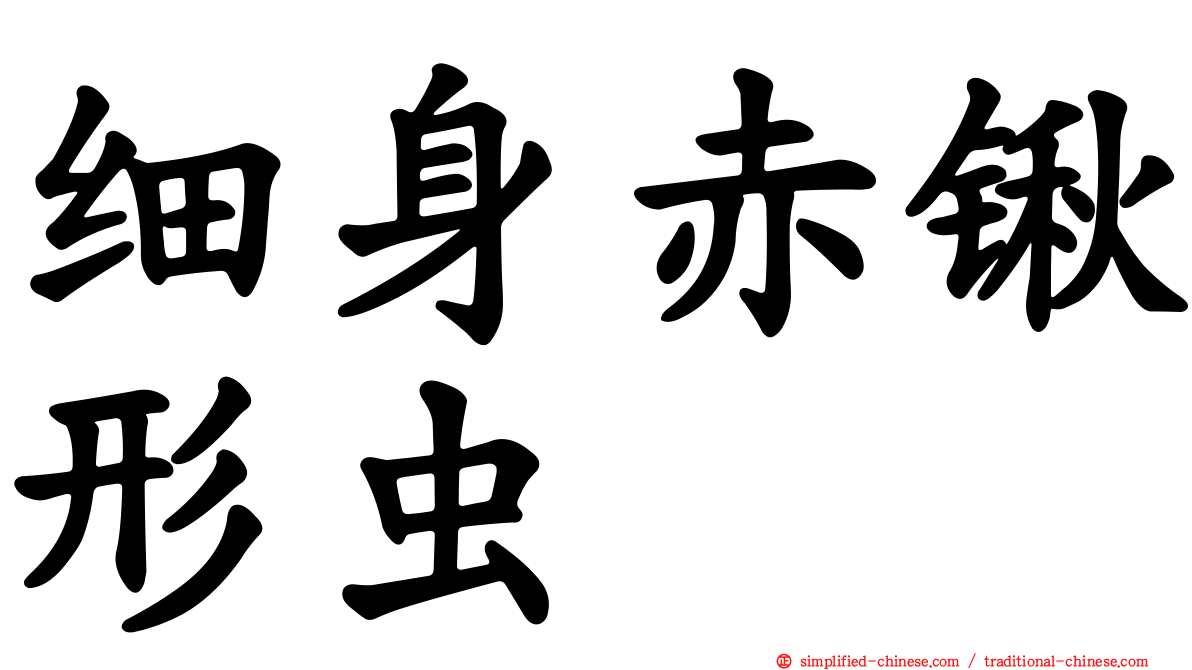 细身赤锹形虫