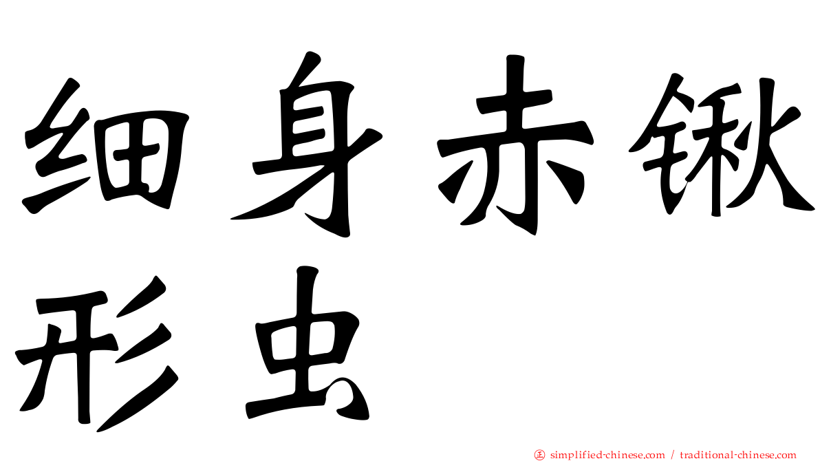 细身赤锹形虫